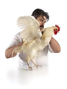 Kuvassa tummahiuksinen ja -viiksinen mies pitelee kaksin käsin valkoista kanaa, joka pyrkii lentoon.