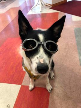 Mustavalkoinen pystykorvainen koira, jolla on uimalaseja muistuttavat silmälasit.